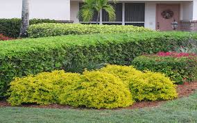 Image result for Duranta erecta