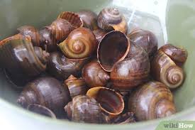 The snail is removed from the shell using a small 2 pronged fork while holding the shell with a snail tongs. How To Prepare Escargot 15 Steps With Pictures Wikihow