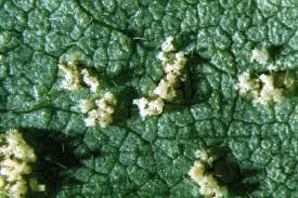 Image result for Teramnus micans