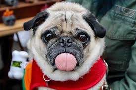 San diego reader classified ads, february 19, 2020. How To Adopt A Dog In San Diego Best Rescues Fees And More