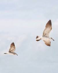 Birds That Dont Fly Fly Away From Everything That Doesn T Help You To Be Happier Bird Nature Photography Light Peaceful Inspiration Nature Photography Light Photography Instagram