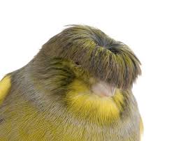 Bird With Fluffy Hair On Head Gloster Canary A Bird With A Permanent Bad Hair Day Bird Pet Birds Beautiful Birds