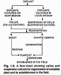 Conditions And Stages Of Tissue Culture With Diagram