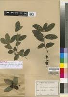 Image result for Zanthoxylum chalybeum