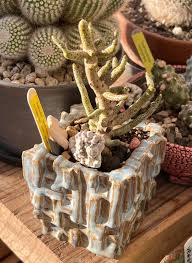 Image result for Buchholzia