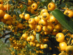 Image result for Pyracantha coccinea soleil d'or