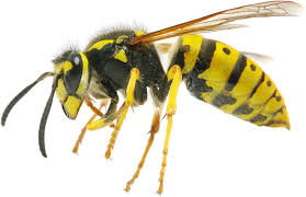 HOW WASP BITE GIVES A  MAN HEART ATTACK 