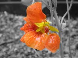 Black And White Picture With Color Accents Colorize Black White Photos In Gimp Color Splash Photography Black And White Pictures Black And White