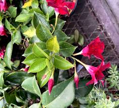 Image result for dipladenie hybrida rio obrázek