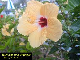 Image result for Hibiscus rosa-sinensis