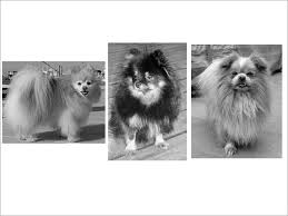 Lady Left Another Pomeranian Center Name Unknown And Sun Yat Sen Right Were The Three Dogs That Survived The Sinki Titanic Pomeranian Titanic Survivors