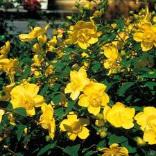 Tra le piante dalle molte proprietà benefiche, l' iperico non può mancare di certo. Iperico Rimedi Di Nonna Semplici E Naturali