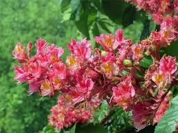 Rote blätter wunderbaum obstbaumschnitt rosa blüte kleine blumen winterhart gartenpflanzen schöne hintern. Blutenbaume