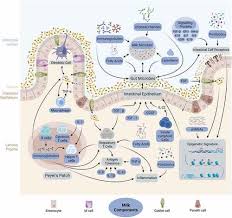 Image result for Infant Nutritional Sources
