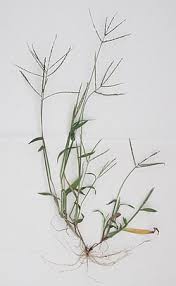 Image result for Megaloprotachne