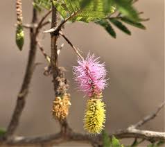 Image result for Mimosa mossambicensis