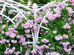 Rosen müssen umgepflanzt werden, wenn ein umzug ansteht oder der platz im garten nicht optimal ist. Rosen Umpflanzen Leicht Gemacht Schnell Zuruck Zu Alter Blute