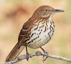 Big Black Birds In Missouri Brown Thrasher Toxostoma Rufum We Get These In Our Yard Fun To Watch They Literally Thrash About Brown Thrasher Backyard Birds Thrasher