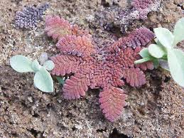 Image result for Azolla pinnata