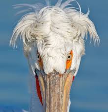 Dalmatian Pelican Featured Wildlife Shot Of The Day Photographer Senelfoto Follow Featured Wildlife Tag Featured Wildlife Please Show Your Animales