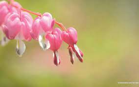 South Korean Flowers Cerca Con Google Bleeding Heart Flower Flowers Flower Wallpaper