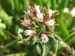 Image result for Cynanchum praecox