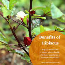 Check spelling or type a new query. Benefits Of Hibiscus