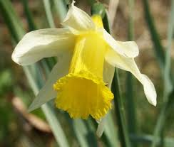 Wild Daffodil Narcissus Pseudonarcissus Family Amaryllidaceae Narcissus Plant Daffodils Plants