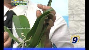 Orchidee come curarle, annaffiarle, concimarle, potarle e l'esposizione. Come Curare Le Orchidee In Casa Pollice Verde Nicola Falcetta Youtube