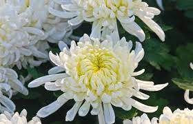 Chinese Flower White Chrysanthemum Chrysanthemum Yellow Chrysanthemum White Chrysanthemum
