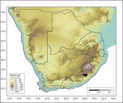 Image result for Andropogon amethystinus