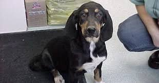 Black And Tan Coonhound For Sale In Sc Adopt Valli Girl On Coonhound Black And Tan Spca
