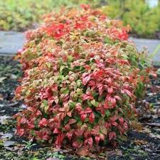 Partie de la plante : Nandina Fire Power Arbuste Feuille Rouge Idees De Jardin Fleur Arbuste Persistant