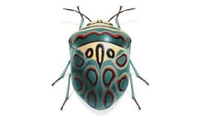Big Black Bug With White Stripes Big Bugs Too Lovely To Squish Shield Bugs Insects Cool Insects