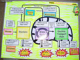 Cellular Respiration In Mitochondrion Mrs Gs Classroom In 2020 Cellular Respiration Cellular Respiration Activities Biology Notes