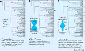 Image result for Phyla
