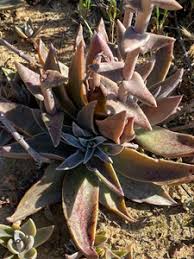 Image result for Crassula lanceolata