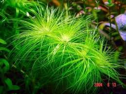 Image result for Eriocaulon setaceum