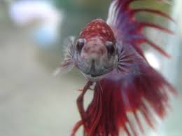 Betta Fish A Photo From Ho Chi Minh South East Trekearth Betta Fish Betta Fish Plants