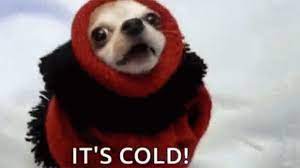 Did 30 000 cows freeze to death in a winter storm. Memes Gifs Poke Fun At Crazy Texas Weather