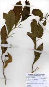 Image result for Morinda lucida