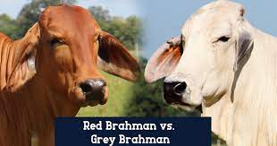 Check out our brahman cattle art selection for the very best in unique or custom, handmade pieces from our prints shops. Grey Brahman Vs Red Brahman B R Cutrer Inc
