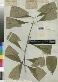 Image result for Blepharispermum pubescens