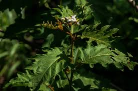 Image result for Solanum chrysotrichum