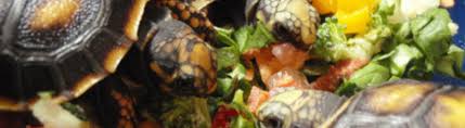 Food Nutrition Red Foot Tortoise World