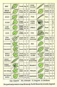 Tree Identification Guide Tree Leaf Identification Tree