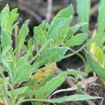 Image result for Dimorphotheca cuneata