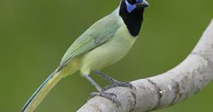 Birds Of Texas Hill Country Pictures Green Jay Article On Gulf Coast And South Texas Bird Photography Nature Photography By Heather Fo Birds Photography Nature Birds Bird Photography