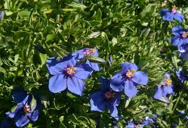 Image result for Lysimachia monelli