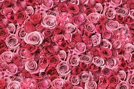 Filipe Moura On Twitter Pink Flowers Rose Flower Wallpaper Flower Wallpaper